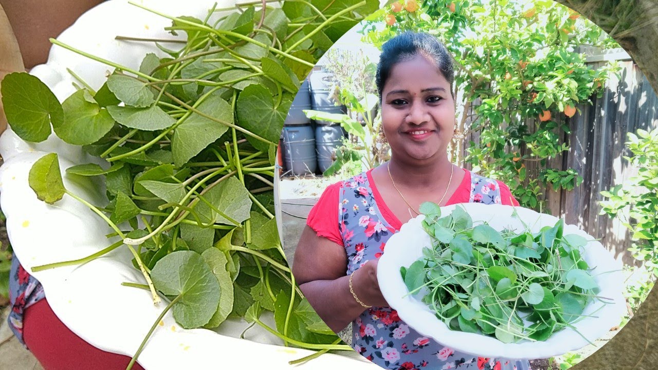 வல்லாரை கீரை வளர்ப்பது எப்படி? | எங்கள் மெல்போர்ன் வீட்டில் வல்லாரை கீரை வளர்ப்பு