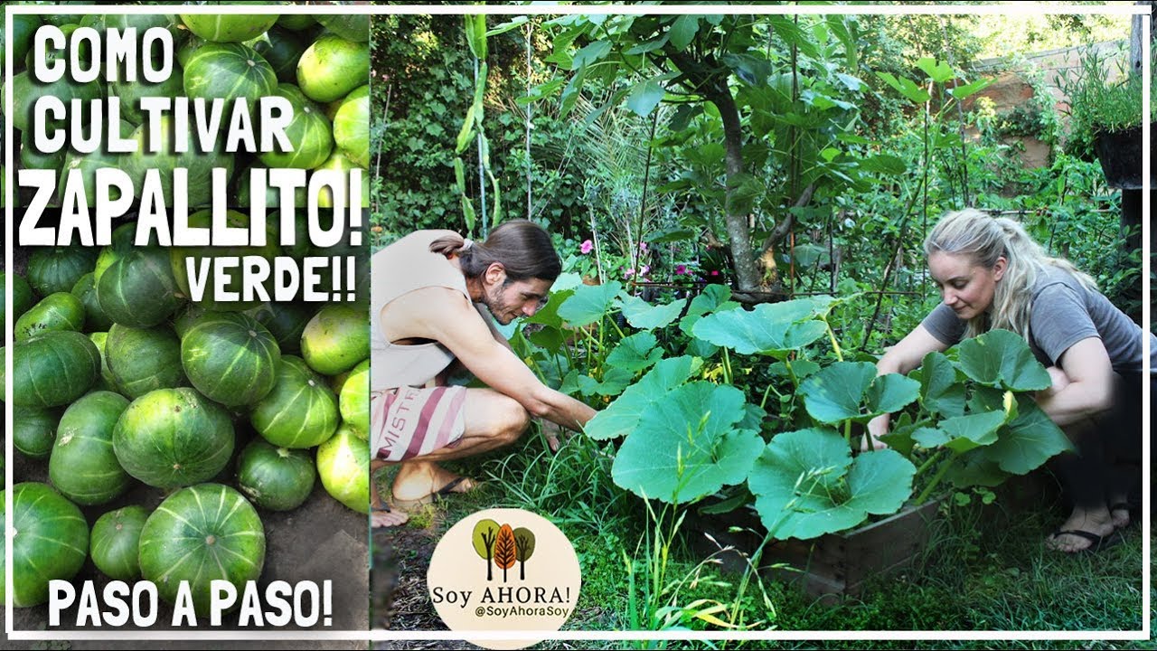Como Cultivamos el Zapallito Verde desde la semilla / calabaza verde / zapallo de tronco