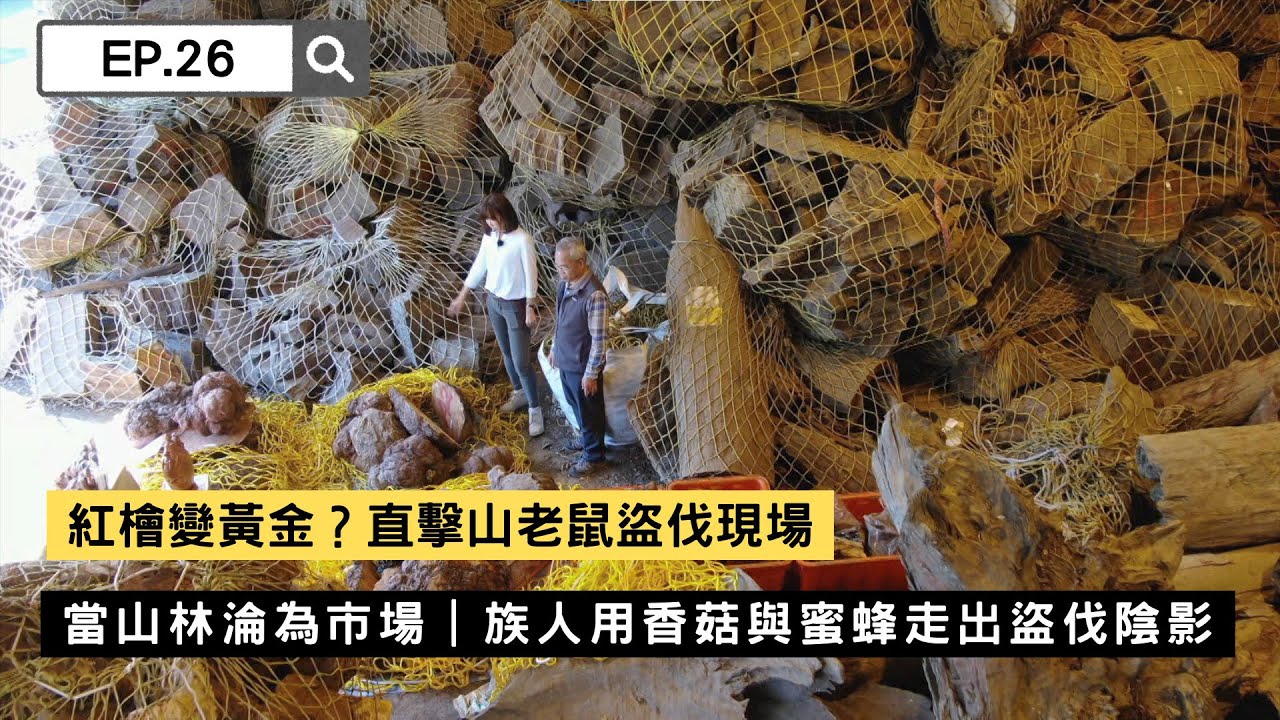 紅檜變黃金？直擊山老鼠盜伐現場  當山林淪為市場｜族人用香菇與蜜蜂走出盜伐陰影｜福爾摩沙守護者｜舒夢蘭