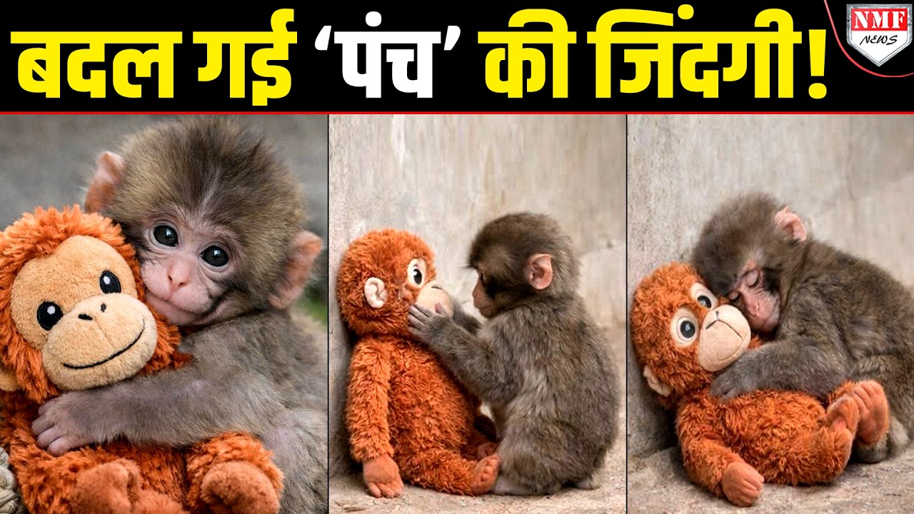 जिस पंच के दर्द पर रोई पूरी दुनिया, अब बदल गई उस बंदर की जिंदगी!