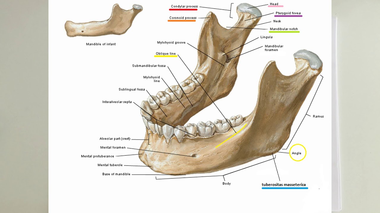 ANATOMİ-12.KONU-Cranium(Os Nasale, Concha Nasalis Inferior, Mandibula, Os Hyoideum )