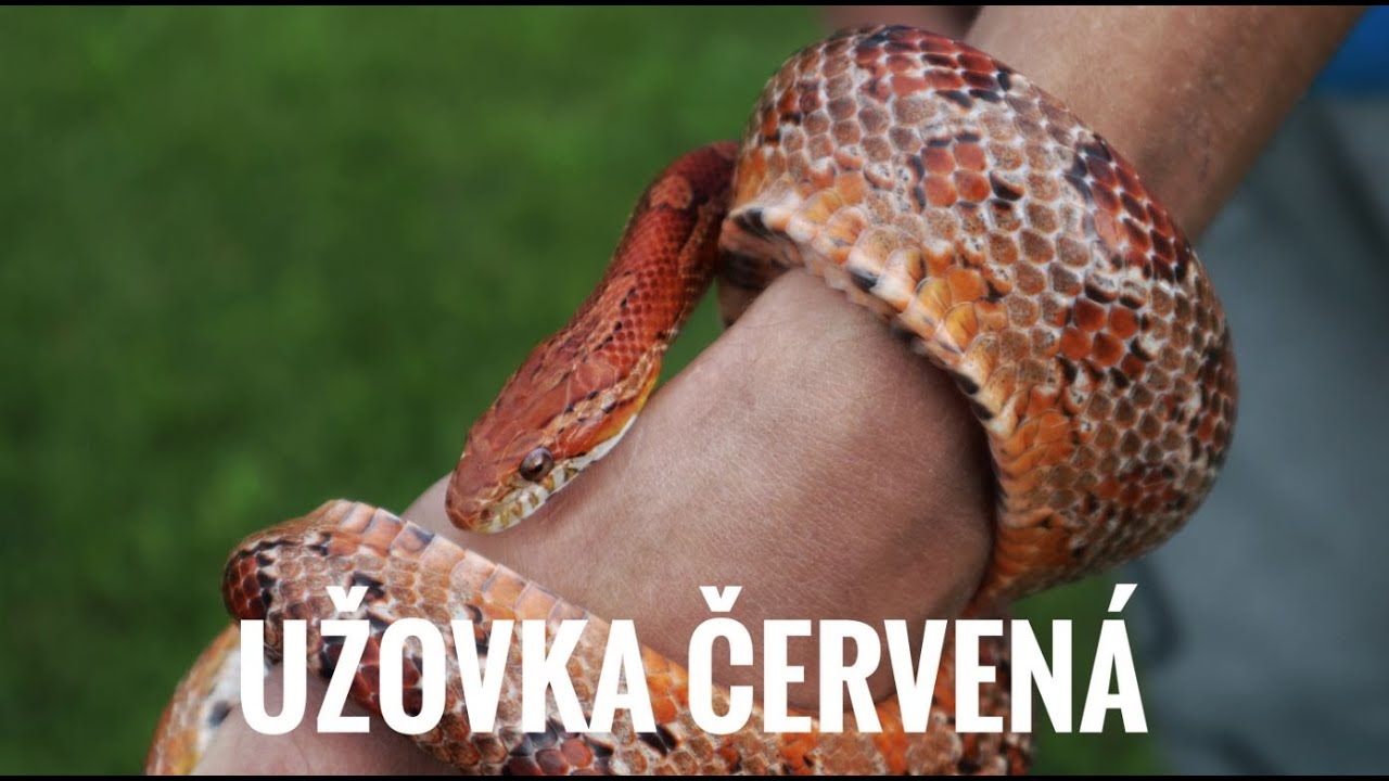 Ideální had pro začátečníky, Užovka červená