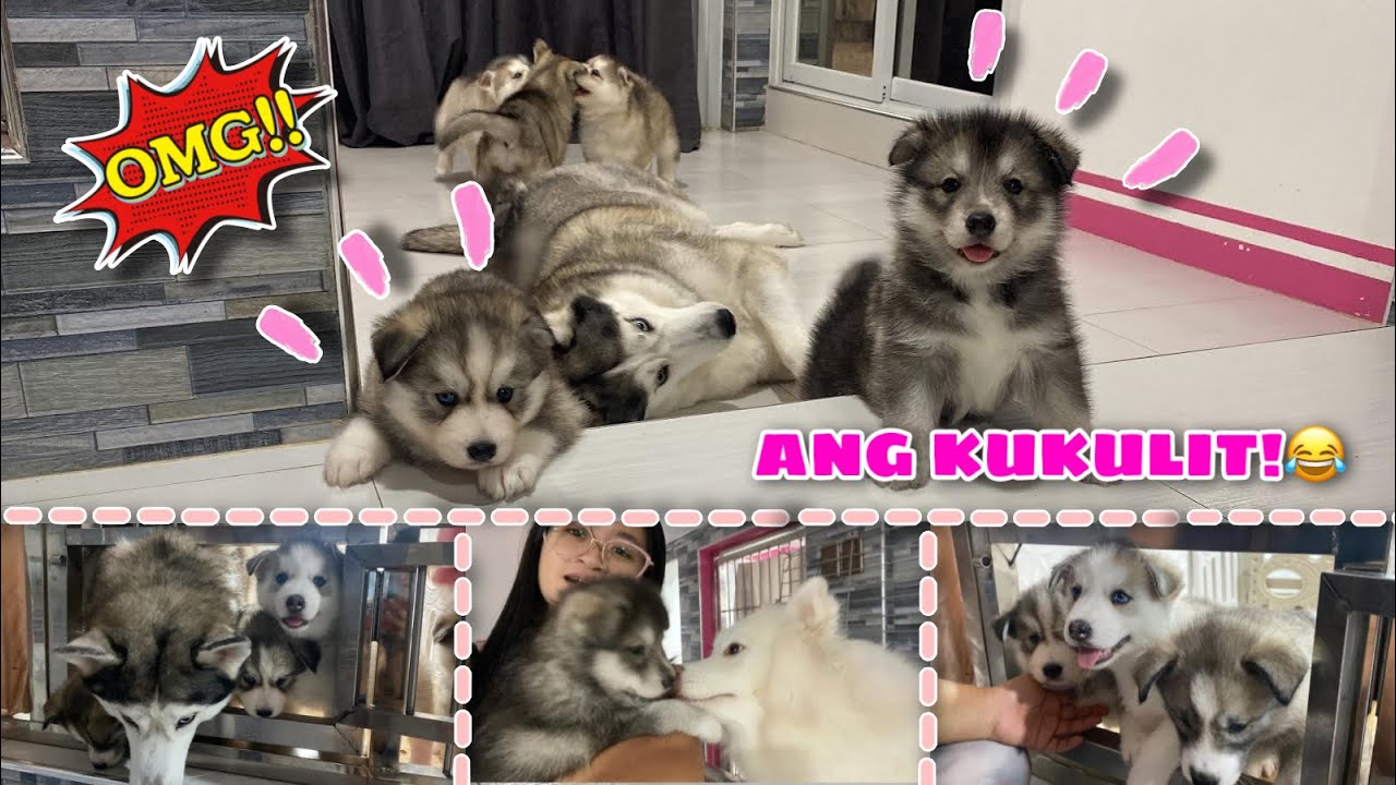 Puppies Room Fixed Again! | ANG KUKULIT NA NILA | VLOGMAS ‘22 Day 4 | Husky Pack TV