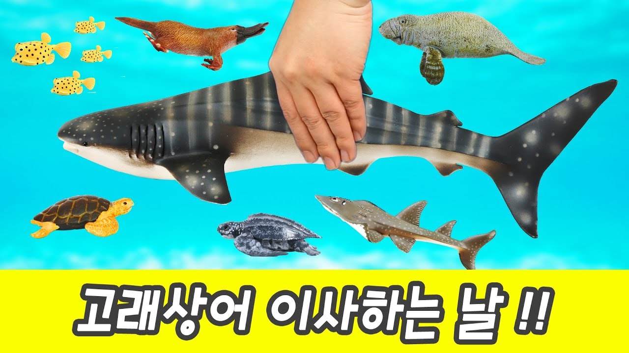 한국어ㅣ고래상어 이사하는 날!! 해양 동물 이름 맞추기, 어린이 한글 교육영상, 동물만화영화, 컬렉타 #131ㅣ꼬꼬스토이