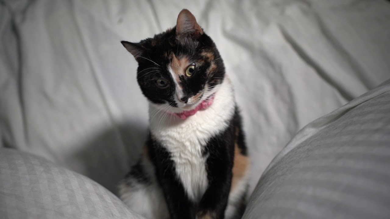Cure for Anxiety: A Sleepy Kitten in Slow-Mo
