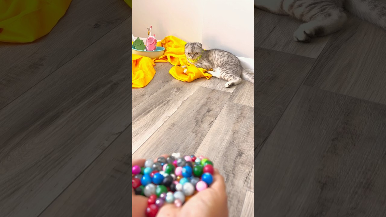 Mila the cat is bathing🌈🔴Reverse video cat episode 192 