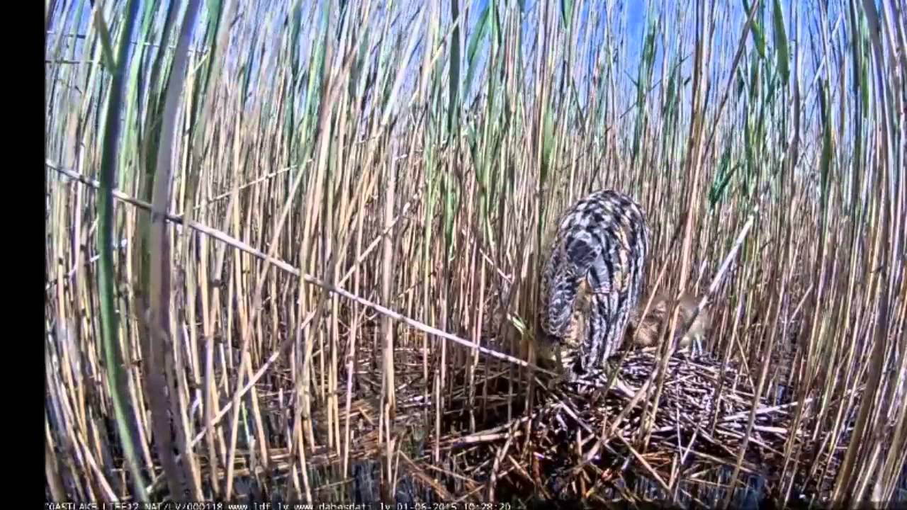 Bölömbika fiókák - Riadó - Etetés - 2015.05.26.