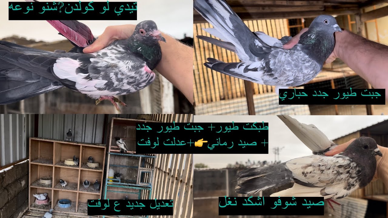 صيد اليوم+ جبت طيور جدد+ طبكت طيور شوفو تعديلات جديده ع لوفت  يفوتكم