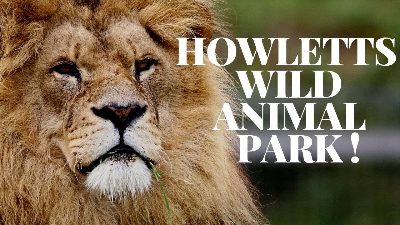 A day at Howletts wild animal park !