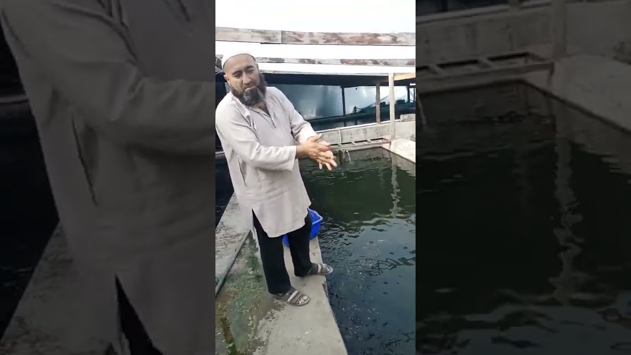 Африка лаккаларининг туйумли авкот берилиш жарайони