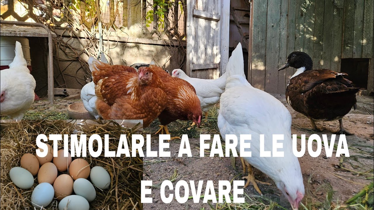 come STIMOLARE le GALLINE a FARE le UOVA e a COVARE