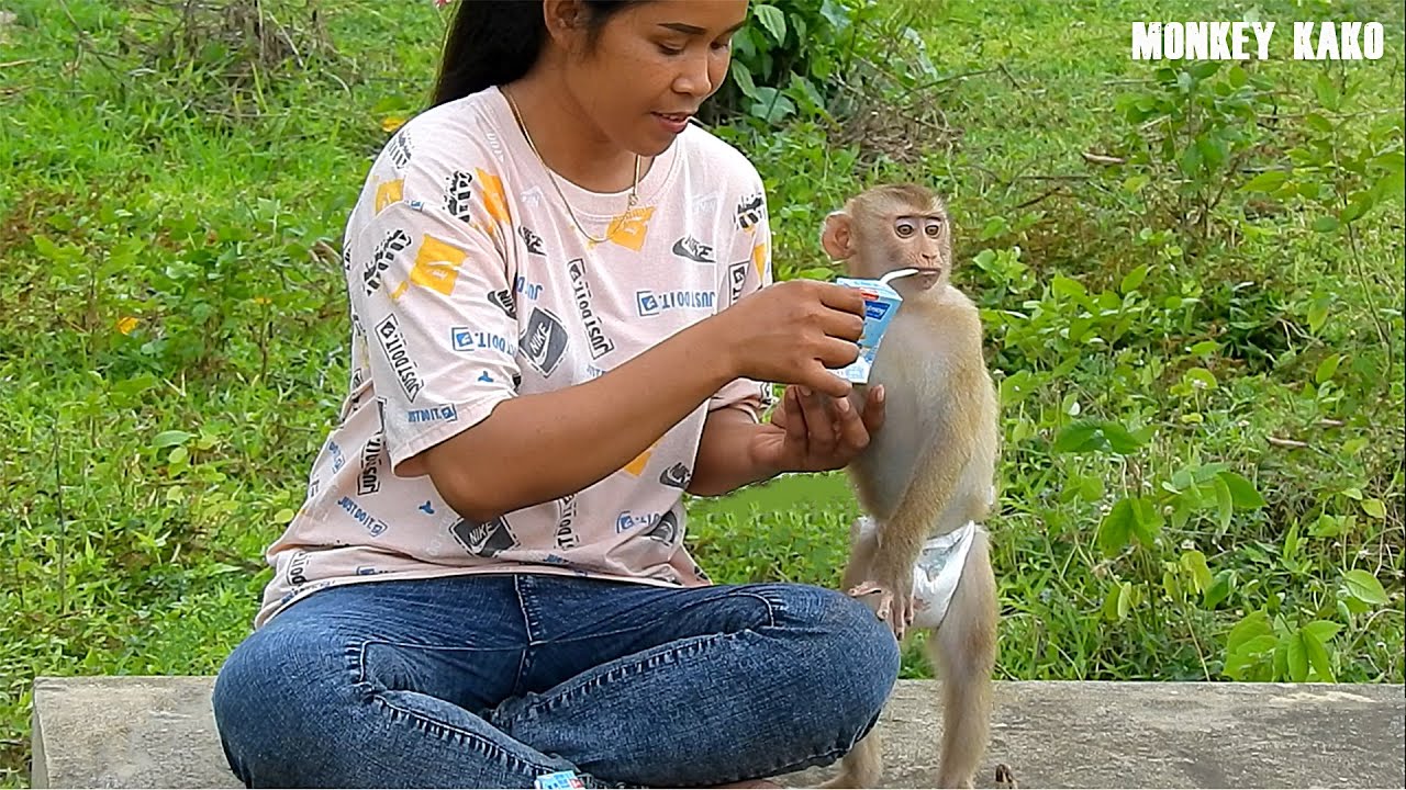 Smart Monkey Kako Drinking Lactasoy Milk