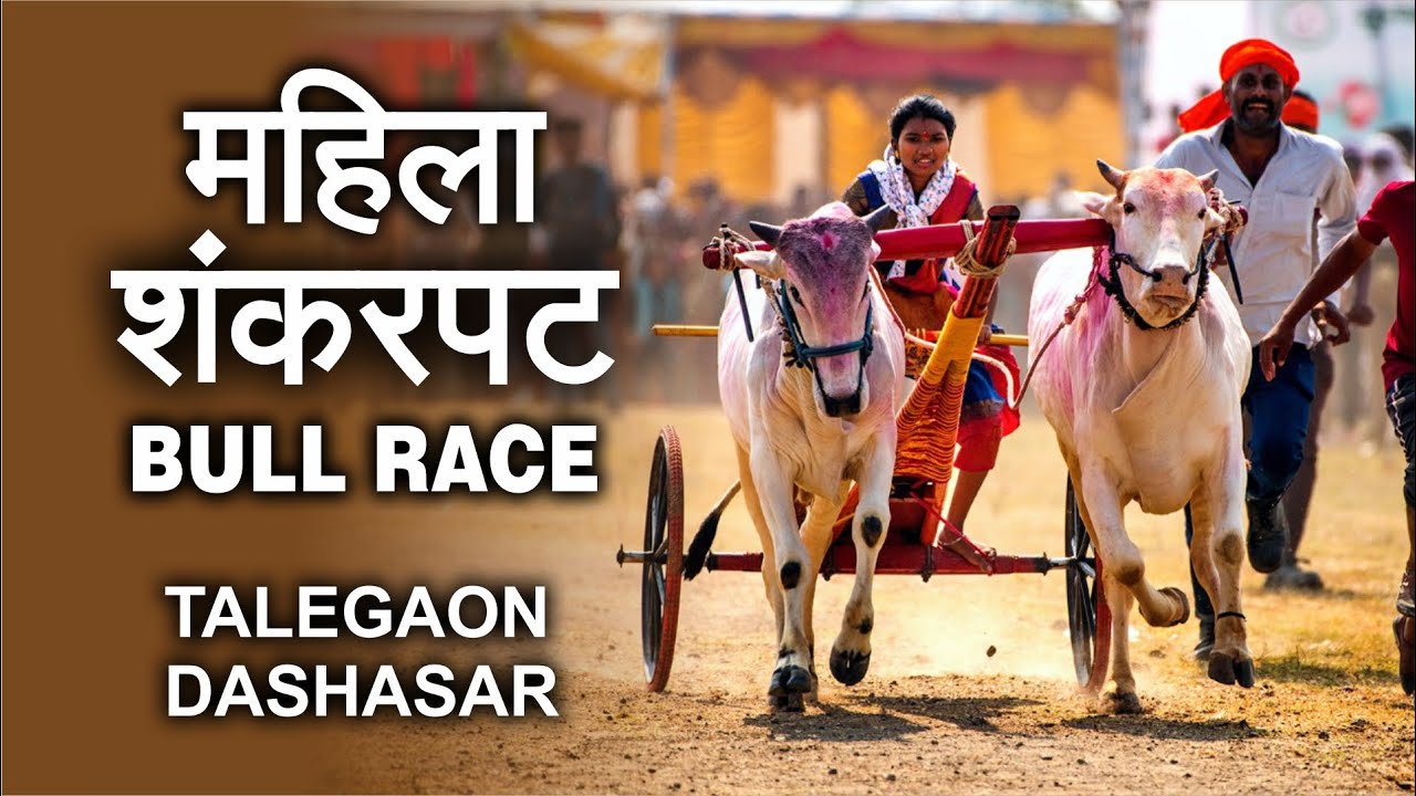 महिलाओ का शंकरपट, तळेगाव दशासर, Women's special Bull Race of Talegaon Dashasar | Shankar Pat
