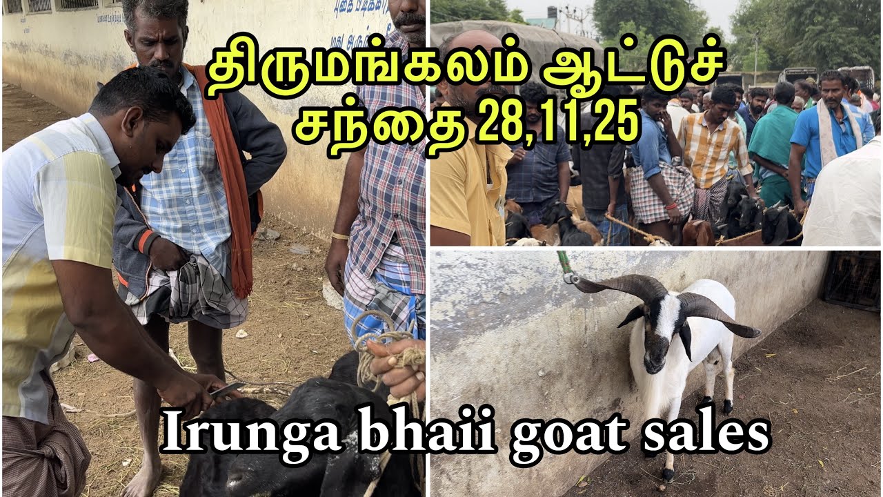 திருமங்கலம் ஆட்டுச் சந்தை 28,11,25🐐 #irungabhaiigoatsales #tirumangalamaattusanthai #trend #goat