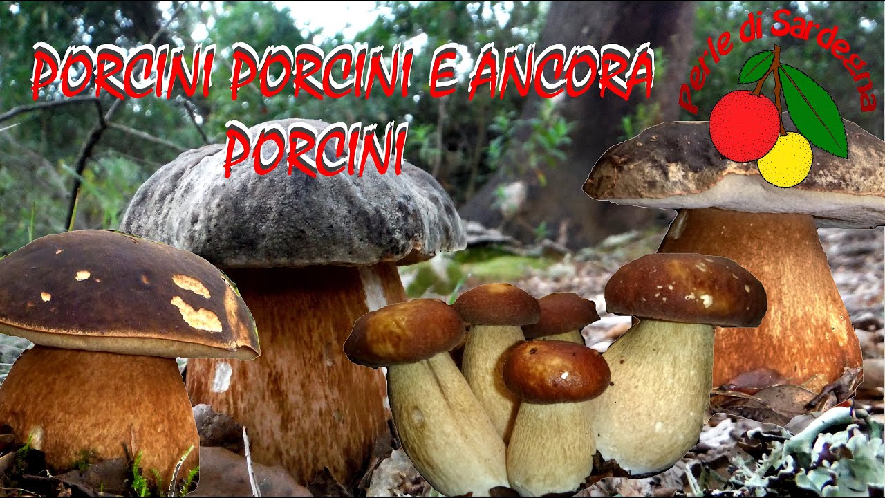 Funghi porcini, come conoscere le quattro specie