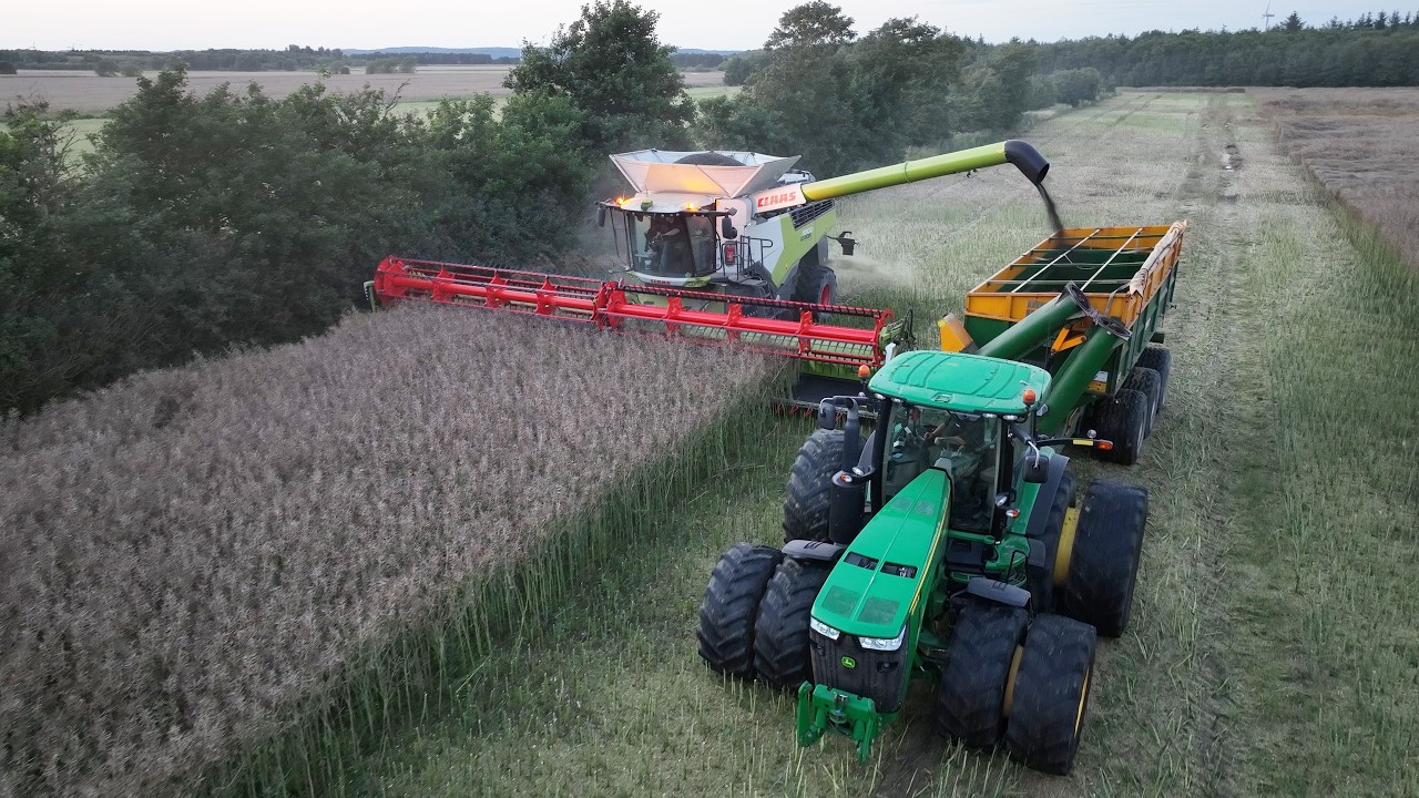 Claas Lexion 8900 Harvesting Canola | Big Harvest