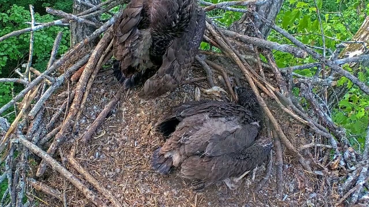 EP#495 #baldeagle Review birds in nest with nature #birdslovers #birdsounds #birdsnest #wildbirds