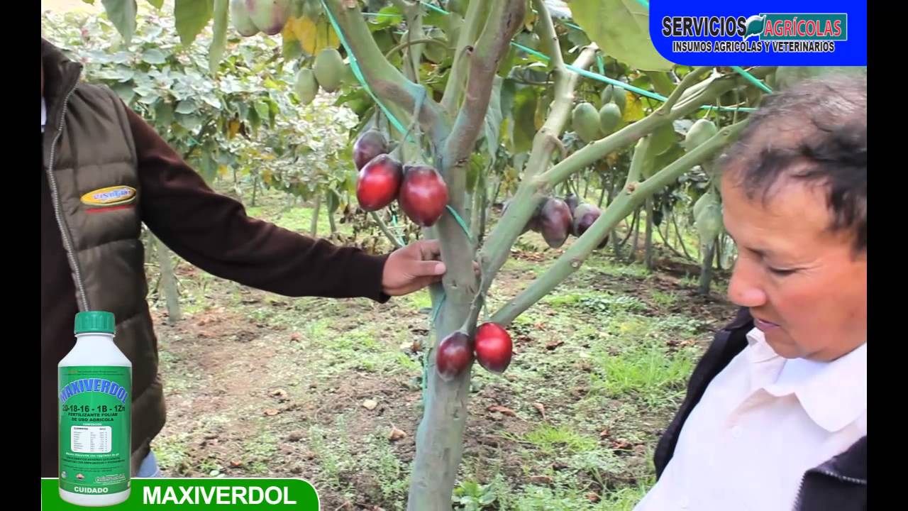 CULTIVO DE TOMATE DE ARBOL - 