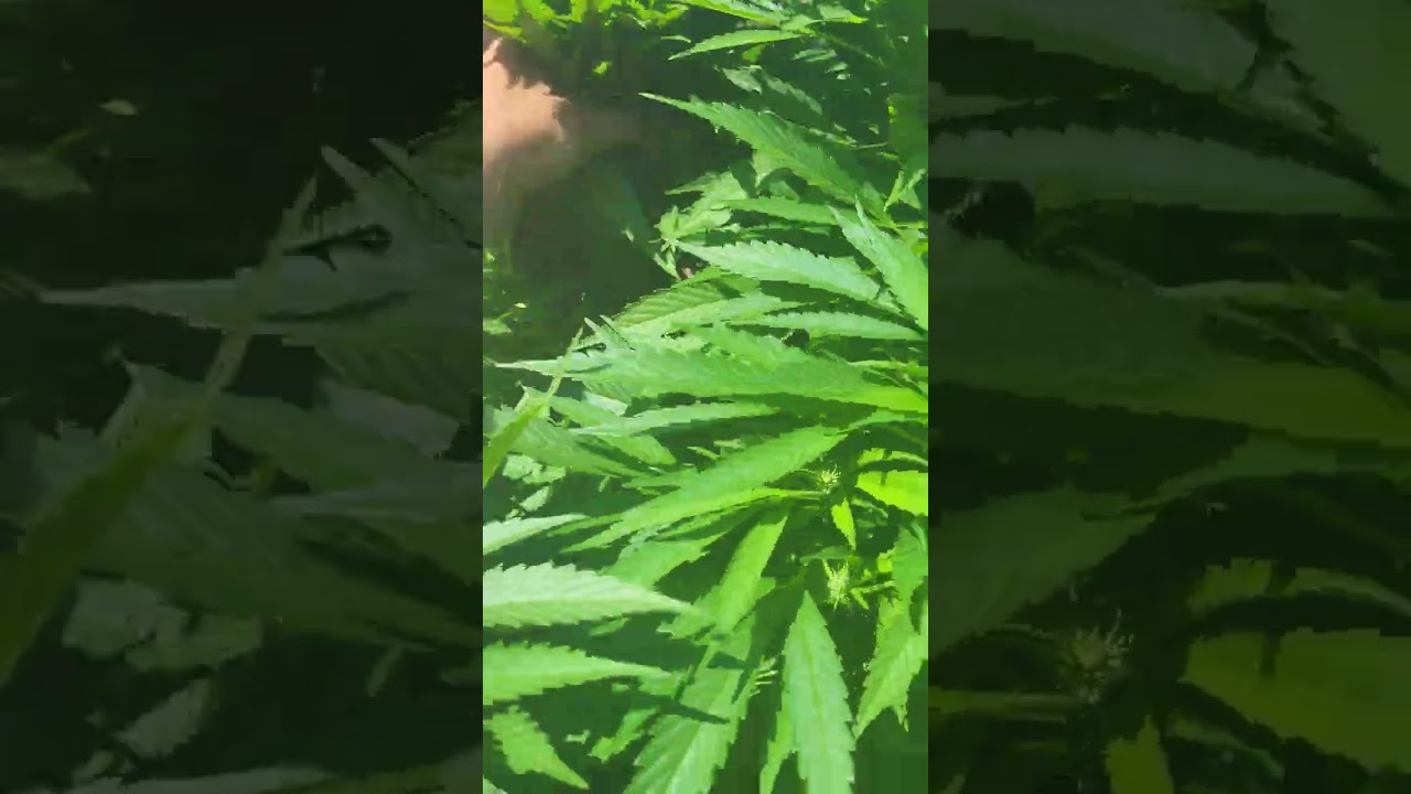 outdoor cannabis pruning. GIANT TREES YAAAA DIIIIIG!!!!!!