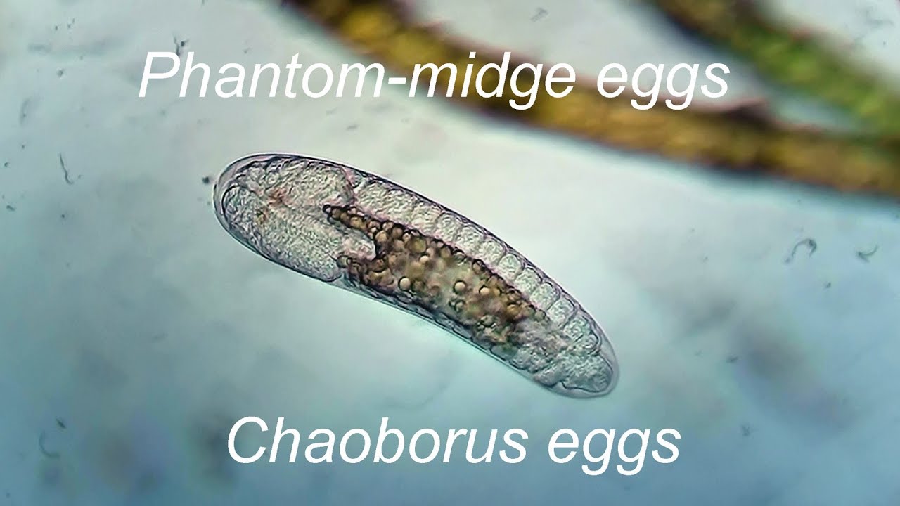 Glass-worm ! Chaoborus !  ! eggs