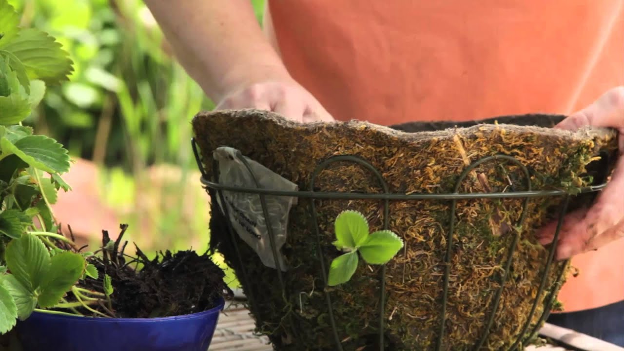 How to Plant Bare Root Strawberries in Hanging Baskets : Grow Guru