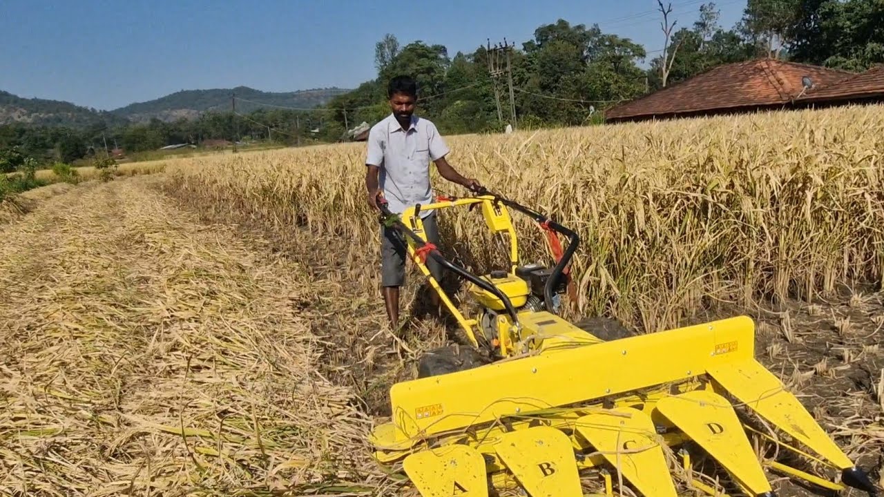 KISAN KRAFT POWER REAPER | RICE HARVESTING | INDIA | ભાત કાપણી