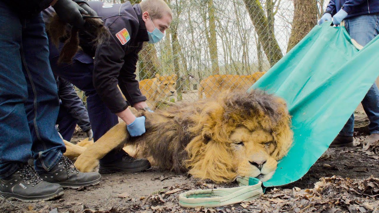 Leeuw krijgt medische ingreep