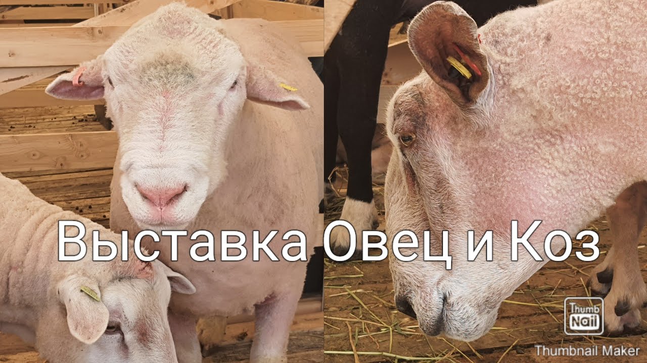 21 Российская Выставка Племенных  Овец и Коз 2021. Минводы ЭКСПО
#ЧабанскиеБудни