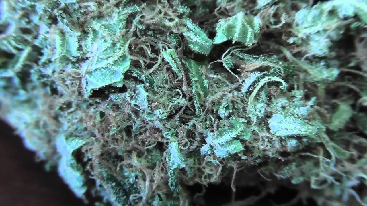 OG Kush