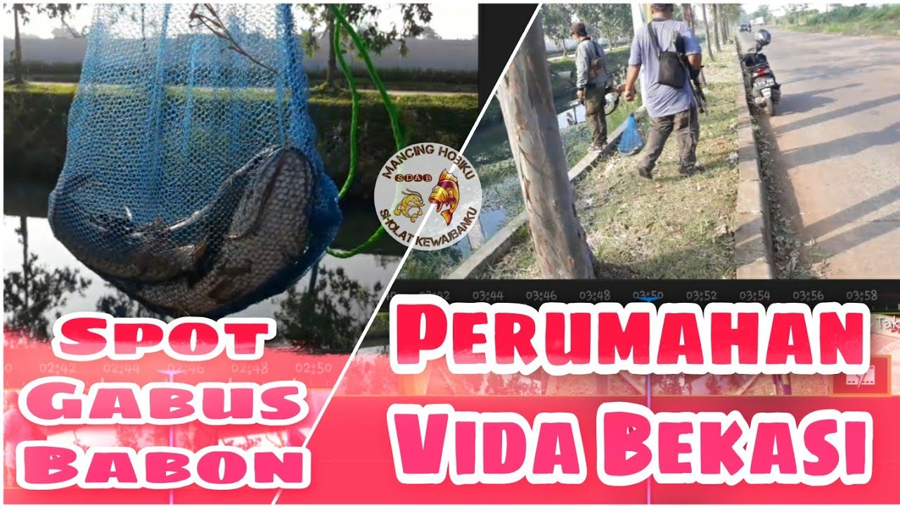 Spot Gabus Babon di Vida Bekasi | Nembak Gabus | Mancing Gabus | Perum Vida Bekasi | Bantargebang