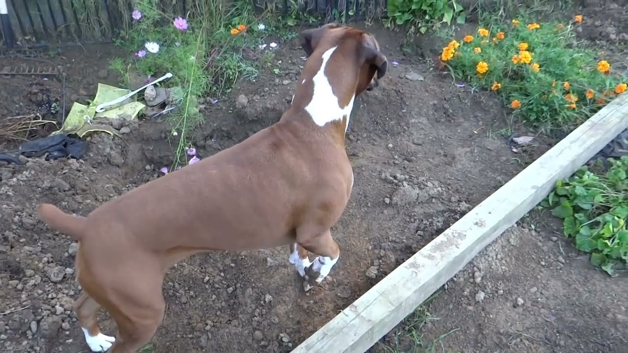 Boxer dog adventures with Elsie and Gertrude. Boxer hund glacklick #boxerdog #happydogs #happydoggo