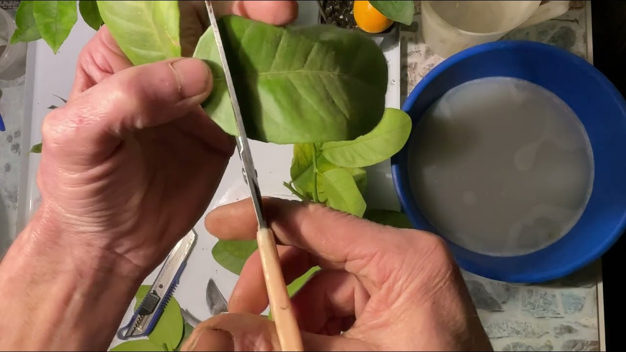 Как я укореняю черенки цитрусовых 🍋