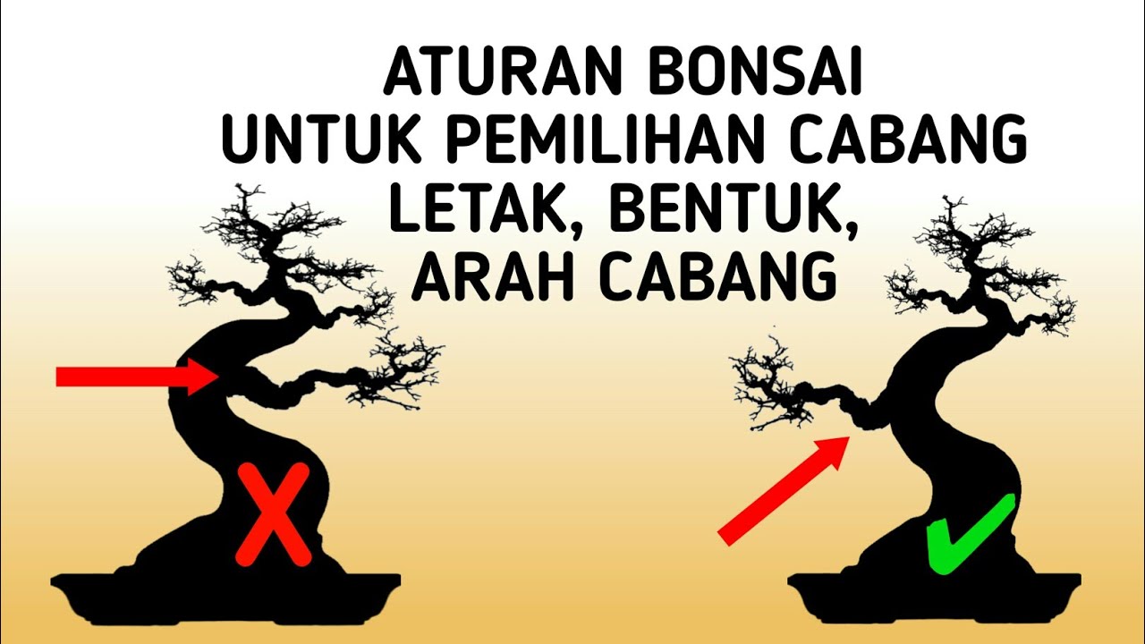 PEMILIHAN CABANG BONSAI SESUAI ATURAN BONSAI