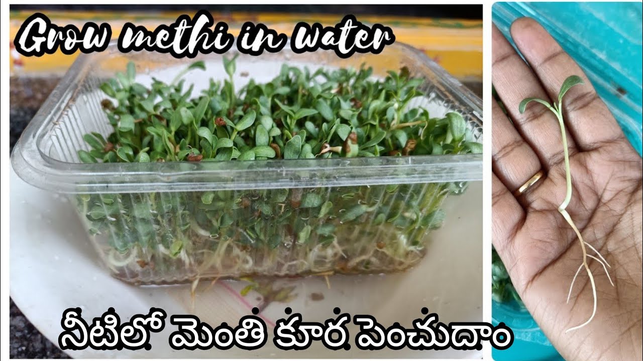 Microgreens without soil|grow methi | hydroponics| how to grow methi in water |microgreens in water