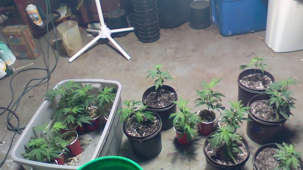 Recycling Organic Soil For Cannabis ; Why You Don't Need Super Soil part 8