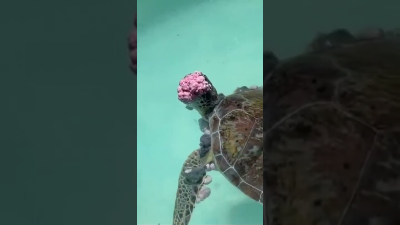 Turtle hospital 🐢 🏥 😞 #turtle #turtlehospital #keywest #florida