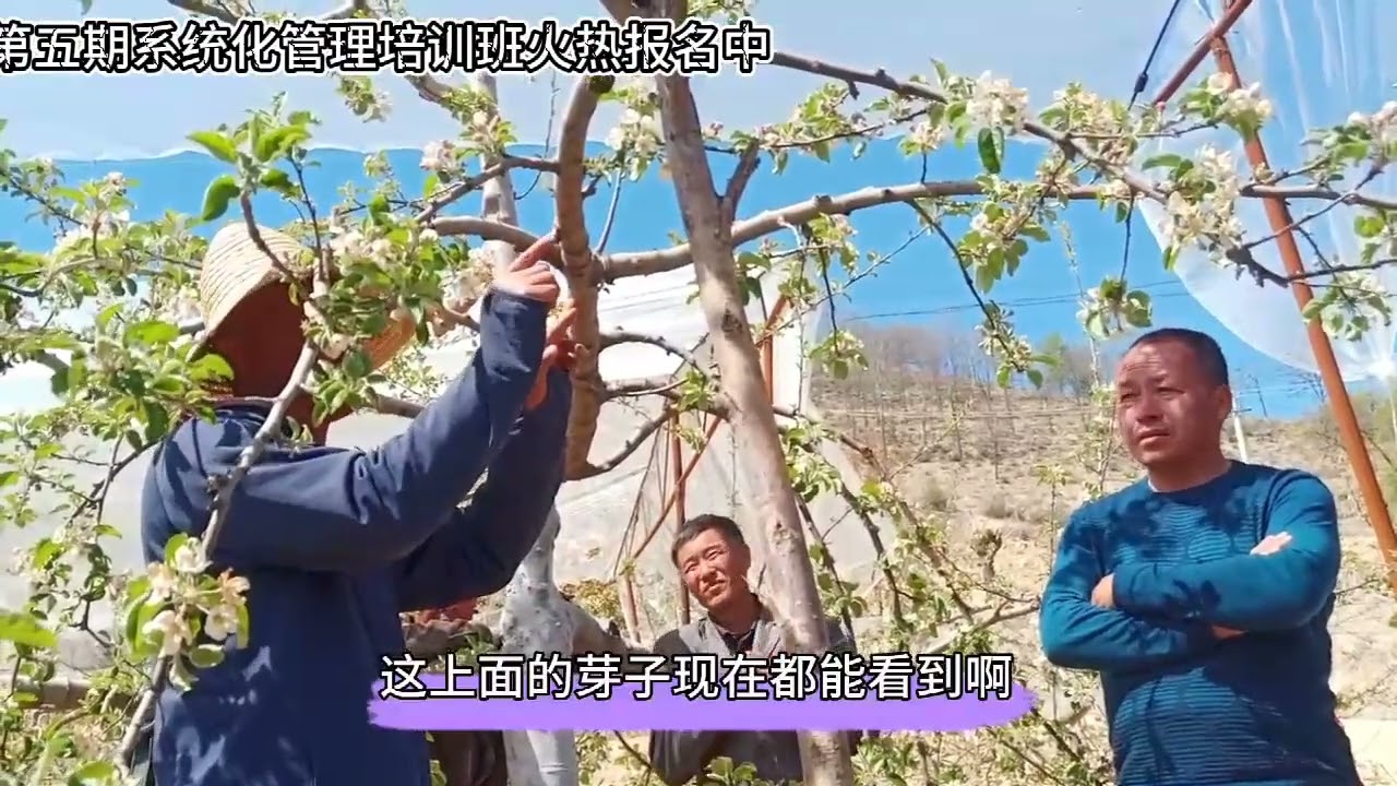 实地讲解 苹果树综合管理           #种植 #养殖 #果树 #果园 #干货 #知识