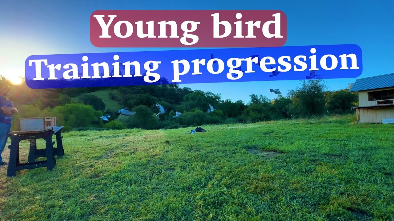 Birds flying, no more tunnel...lets get them down the road, lazy and didn't edit the 2nd half...