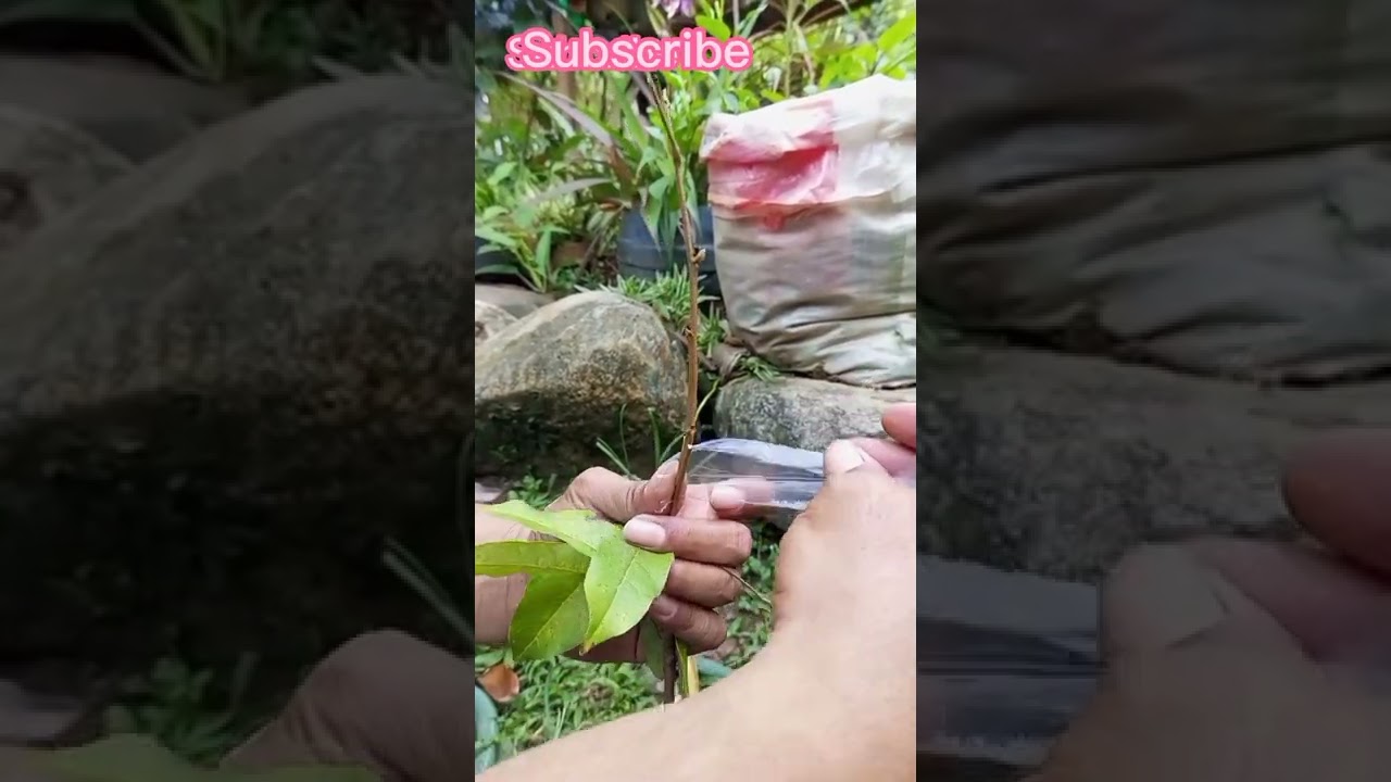 RAMBUTAN Grafting tutorial..(vlog take over)By: Eman planting guides.