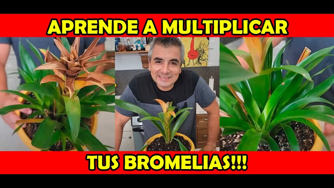 Cómo separar RETOÑOS DE BROMELIAS!!!🌷✂️