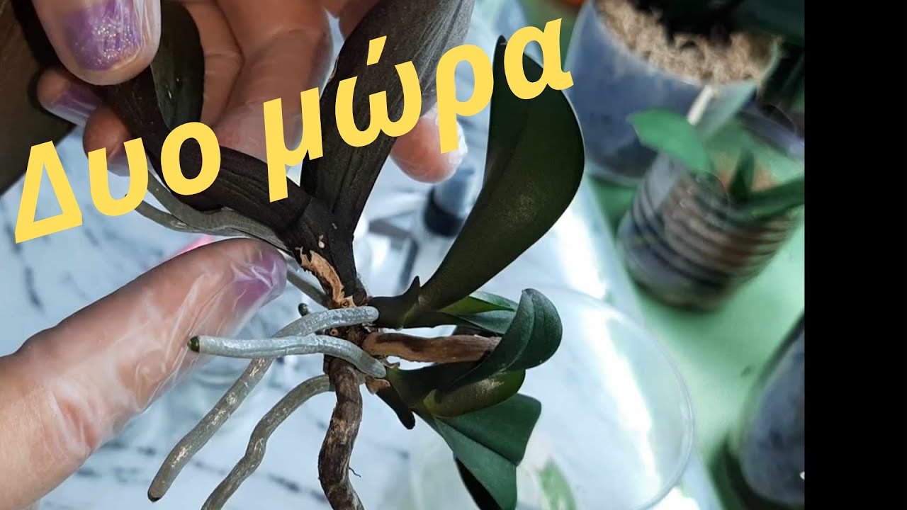 Θαύμα της Φύσης.