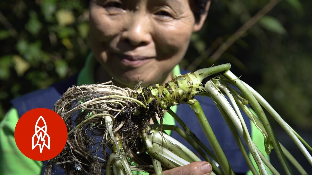 El wasabi: la planta más difícil de cultivar