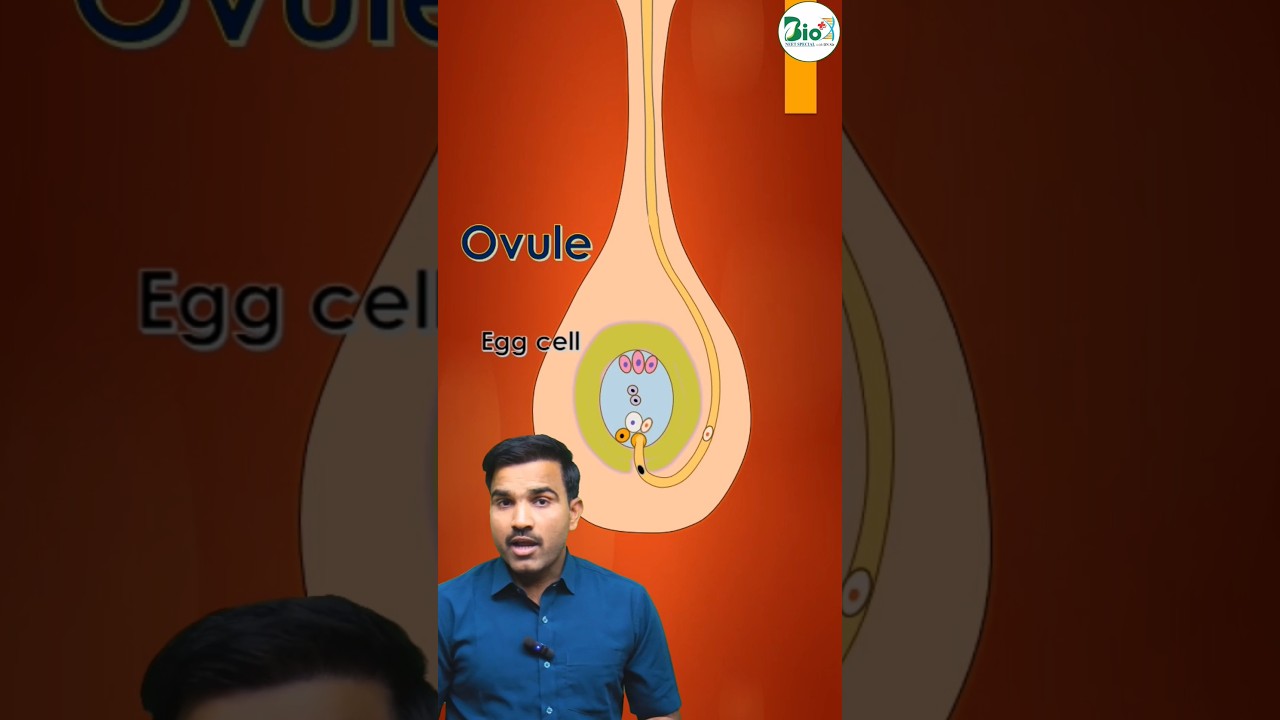 Double fertilization & Triple Fusion l sexual reproduction in flowering plants l #neet2025 #biology