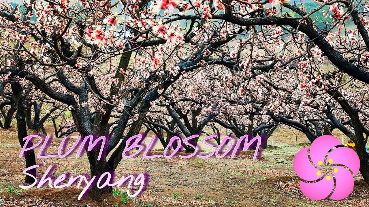 Rural China · Strawberry picking and Plum Blossom Flower Walk in Shenyang 中国农村 • 草莓采摘和梅花漫步在沈阳