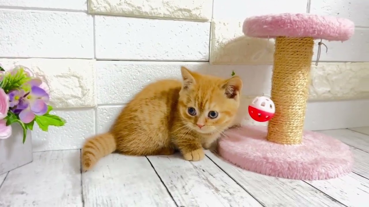 リマ×ゼットから生まれたマンチカンの短足くん❤︎②