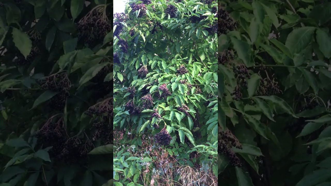 KARA M&Uuml;RVER , sambucus nigra, Черен бъз