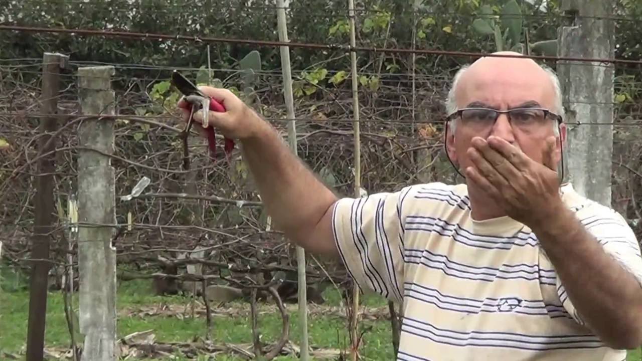 336 ) -  2 ) - PODA DA UVA ISABEL, NIAGARA ROSA E BRANCA  - FERRAZ DE VASCONCELOS - SP 469