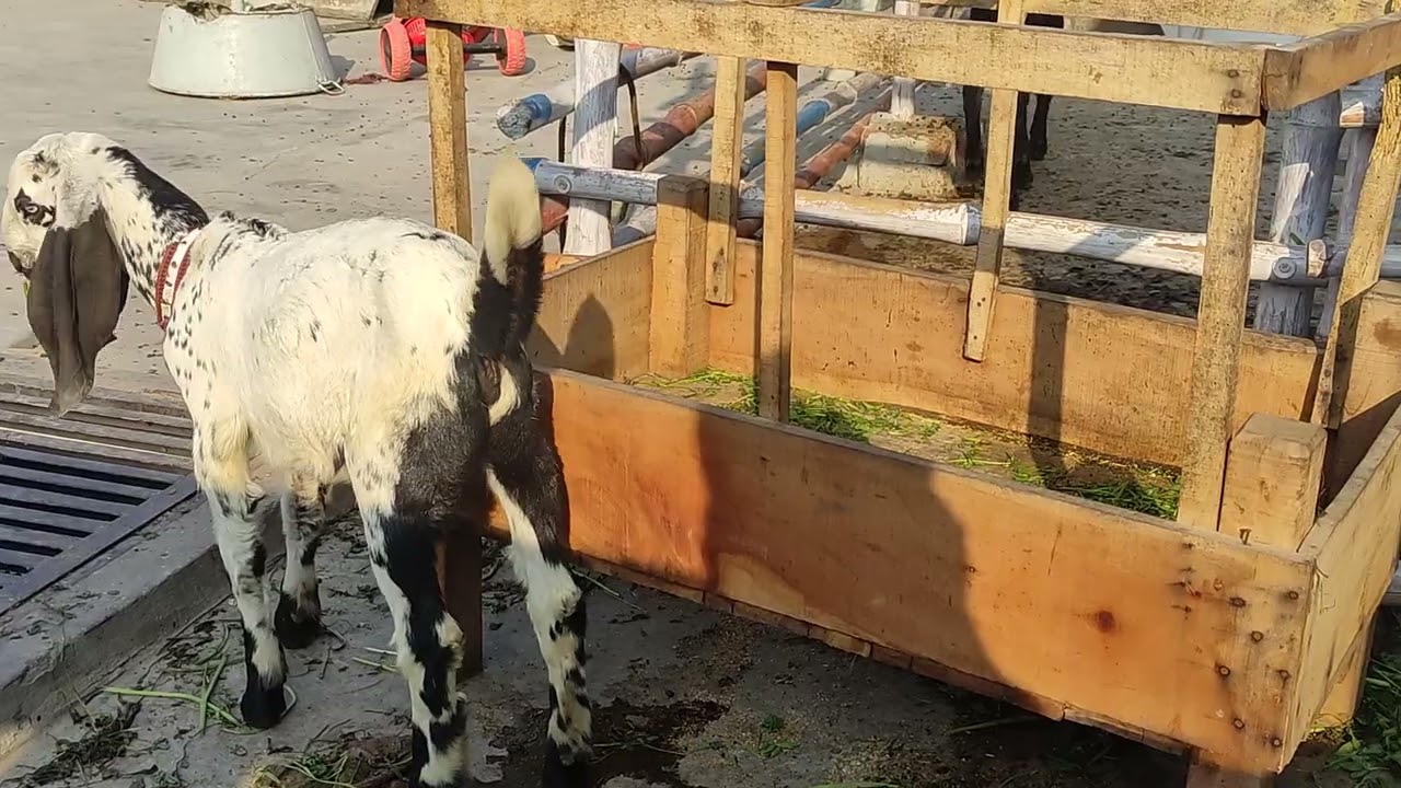 Beetal and Teddy Goats | Farming Routine in Ramzan #goat #farming #beautifullgoats #babyanimal 