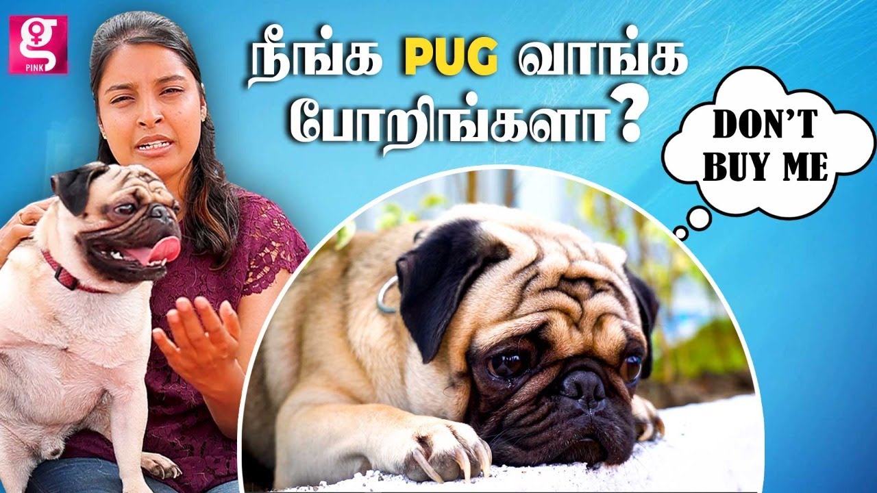 Dog வளர்க்க ஆசைப்படுறீங்களா..? இது உங்களுக்குத்தான்! | Pug Dog Information | PETS TAMIL