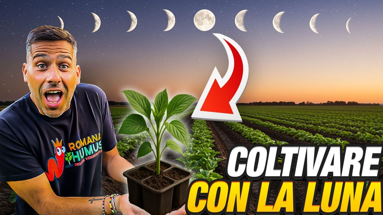 ​Fasi lunari e orto: mito o realt&agrave;? Scopri come coltivare seguendo la luna 🌕🌱✨